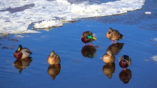 Ducks On Spring Ice 16