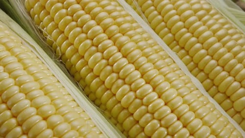 Close-Up of Three Fresh Ears of Corn