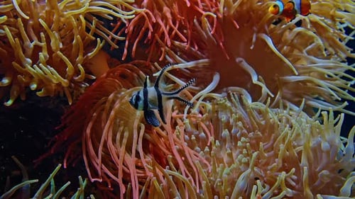 Close Up Colorful Tropical Fish of Different Species Swim Over a Beautiful Reef Covered with Hard