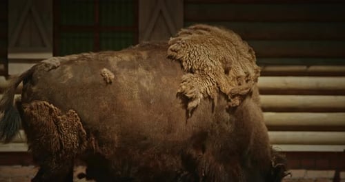 Poderoso bisonte con un cabello único