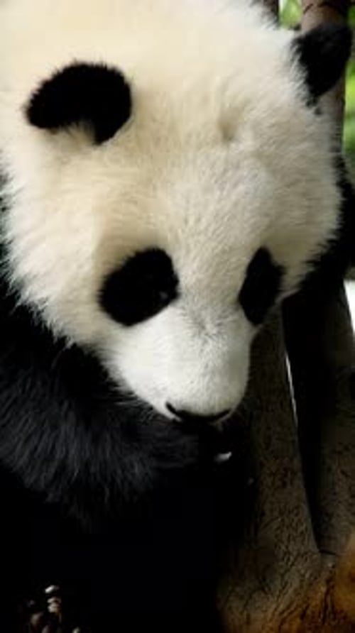 Close Up of a Baby Panda in a Tree