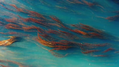 Vista aérea del río azul con hierba ondulante