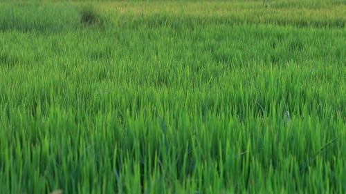 Wide shot of lush green field with green grass or wheat during sunset.