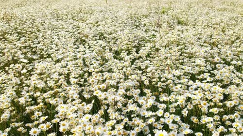 Champ de camomille avec marguerites en fleurs par une journée ensoleillée d'été