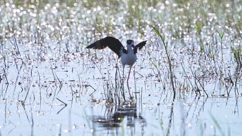 Black-necked Stilt standing in shallow water flapping its wings