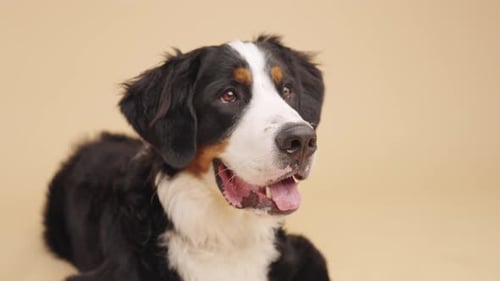 Bernese Mountain Dog Posing on Solid Background