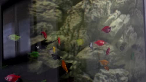 Colorful Fish Swimming in Aquarium