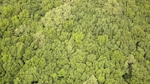 Top Down Aerial View of Green Summer Forest with Many Fresh Trees