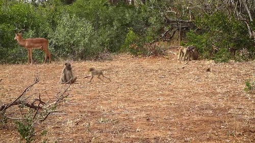 Chacma baboon in Kruger National park, South Africa
