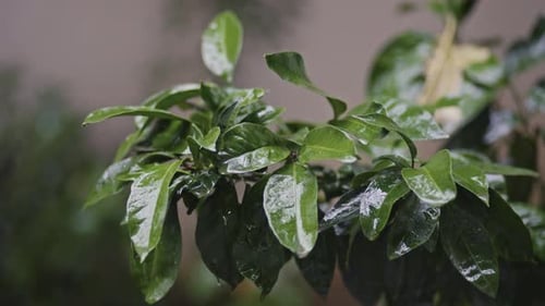 Raindrops fall on the street, leaves, trees, forest.
