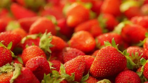 The Movement of the Camera Reveals a Large Number of Freshly Picked Strawberries