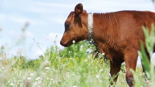 The Gray Calf Cow Graze in a Meadow Slow Motion