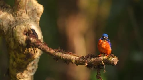 Blue-eared Kingfisher - Alcedo meninting, small beautiful colored kingfisher from Asia river banks,