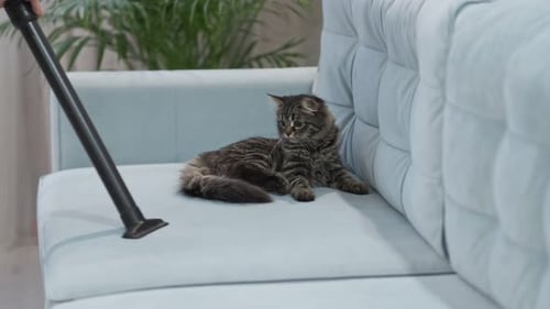 Close Up Cat is Surprised and Frightened By a Working Vacuum Cleaner During Cleaning Apartment