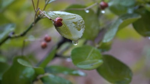 Water rain drop with fresh green leaf for nature background of close up dew drop fall from leaf p2