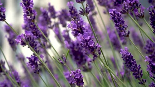 Purple Lavender Flowers Flower in the Field Nature Background Grow a Fragrant Plant in the Garden
