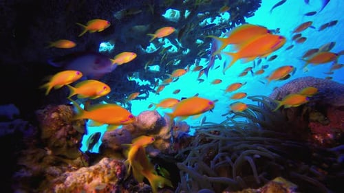 Orange Fish & Clownfish Sea Anemones