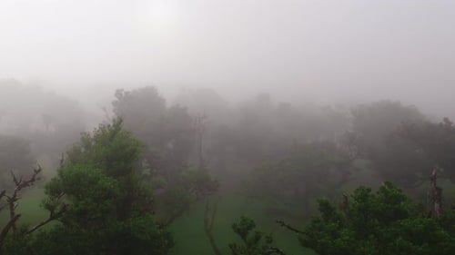 Aerial Laurel Woodland in Madeira Portugal with Drifting Fog