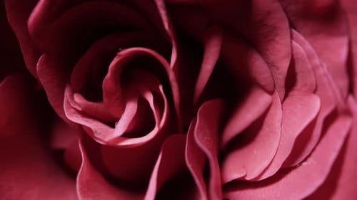 Rosen, Blumen für deine Liebsten