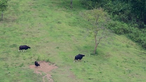 Gaur, Bos Gaurus, Kui Buri National Park, Thailand; three individuals seen on a grassland from on to