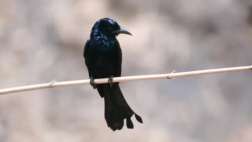 The Hair-crested Drongo or is a bird in Asia from the family Dicruridae which was conspecific with D