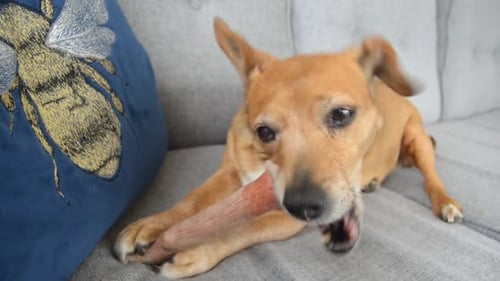 Tan Dog Chewing on Bone Indoors