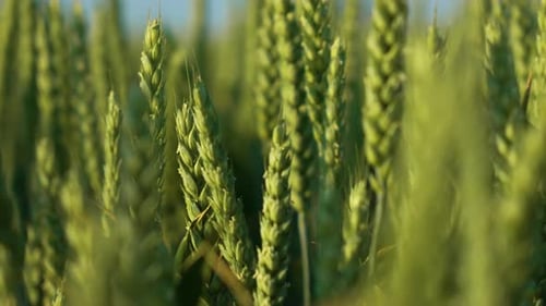 Young Green Ears of Wheat Close Up Wheat Field Grows for Bread Traditional Farming