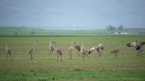 Sandhill Cranes in a field in Wyoming during June