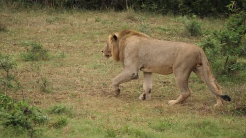 lion walking across the grass