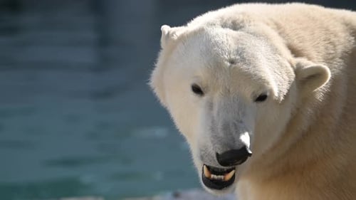 Majestic Polar Bear Enjoys Morning Rays Near Water in a National Park