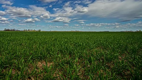 Timelapse of an Agricultural Field on a Sunny Day