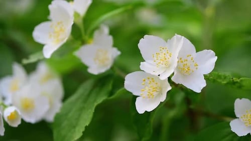Delicate White Flowers Blooming in Natural Setting