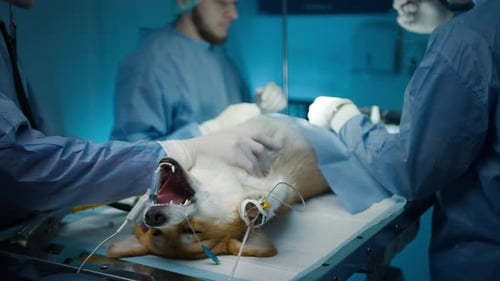 Infection Removal Surgery Treatment Veterinarians Perform Surgery on Dog Testis