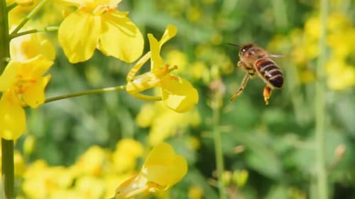 Eine Biene sammelt Nektar von einer Rapsblüte und fliegt dann davon, 1000 Bilder pro Sekunde in Zeitlupe.