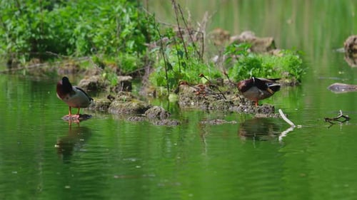 Ducks Resting on Rocks in a Pond