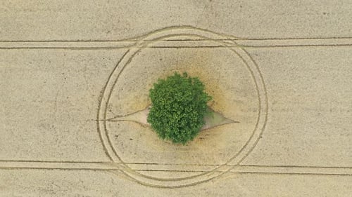 Aerial drone top down view of wheat fields in the countryside