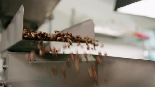 Coffee beans are pushed onto the conveyor of an industrial shaker Brown beans fall for packing