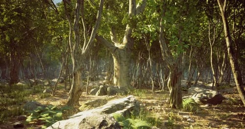 Majestic Trees and Vibrant Foliage Create a Serene Forest Landscape