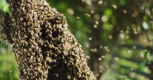 Bees Swarming on Tree Branch in Sunlight