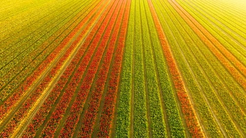 Aerial View of Colorful Flower Field