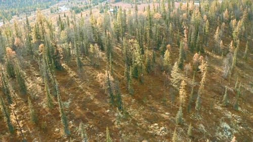 Top View of Beautiful Forest on Sunny Day in Autumn