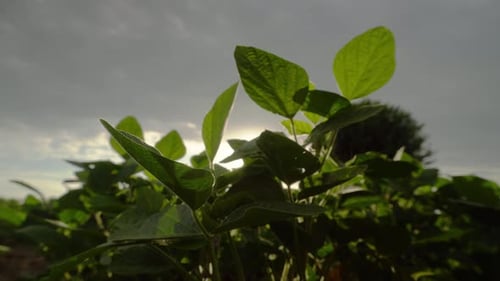 A soybean field in Argentina