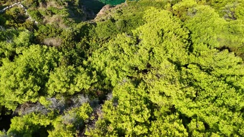 Lush green forest canopy seen from above in bright daylight, aerial view