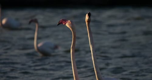 Pink flamingos during the courtship in the Camargue, France