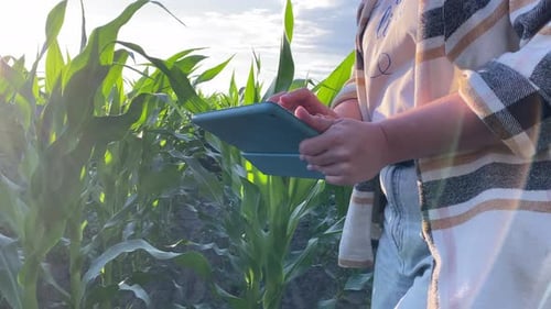 Woman Using Tablet in Lush Green Cornfield