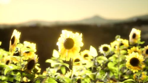 Sunflower Field on a Warm Summer Evening