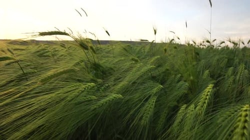 Sunset Wheat Field Green Wheat Sprouts on a Field in the Rays of Sunset with Young Shoots at Spring