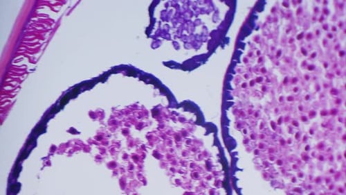 Microscopic Cells and Tissue Under Microscope