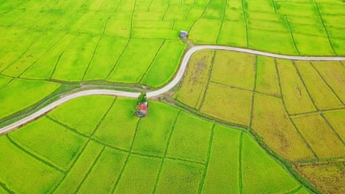 Aerial view over the beautiful green and yellow rice fields