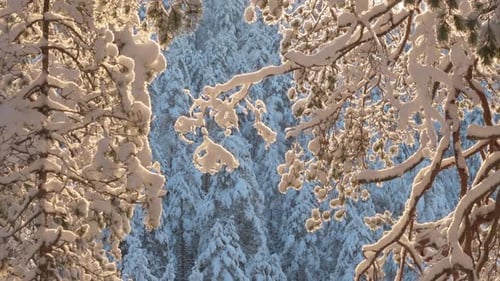 Ice crystals falling in a snowy winter forest scenery. Ken Burns zoom out effect.